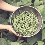 Nutrition+In+Green+Beans