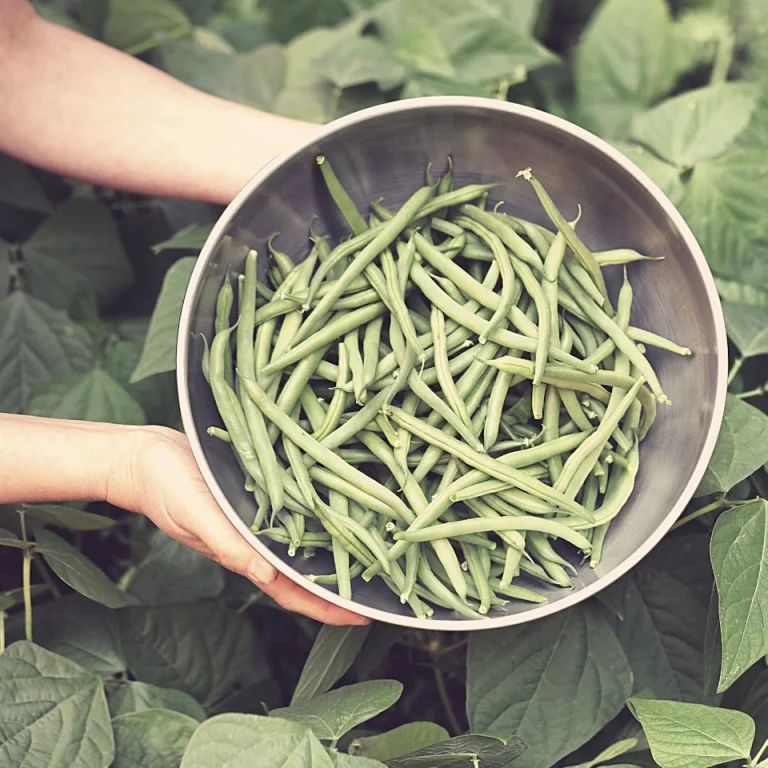 Nutrition In Green Beans