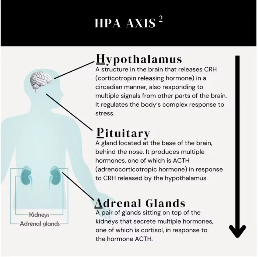 HPA+Axis+Dysfunction